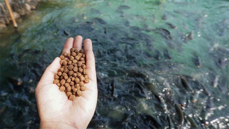 aquatic food production - feeding fish